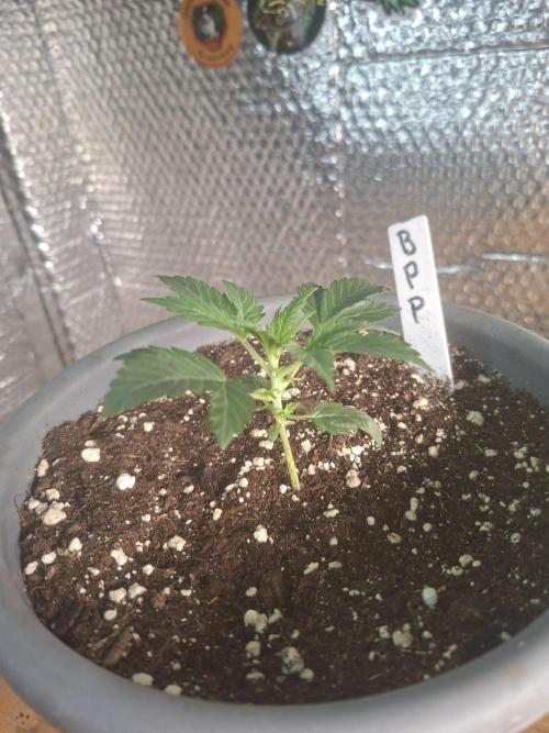 TESTGROW HY-Pro Dünger. Week 2