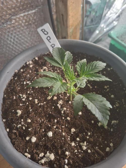 TESTGROW HY-Pro Dünger. Week 2