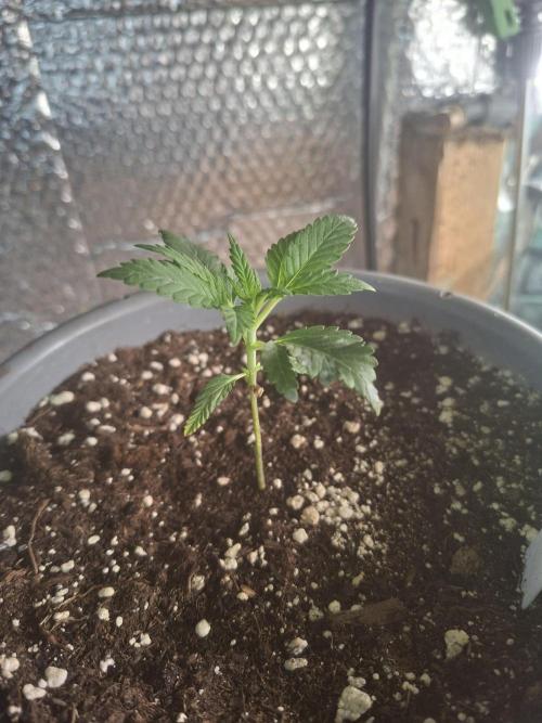 TESTGROW HY-Pro Dünger. Week 2