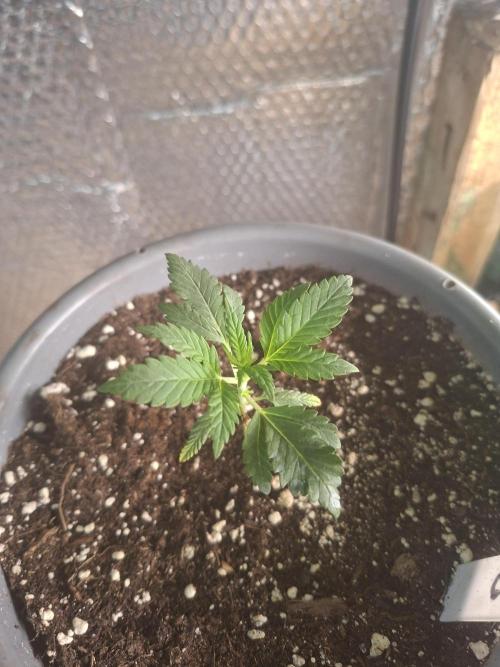TESTGROW HY-Pro Dünger. Week 2