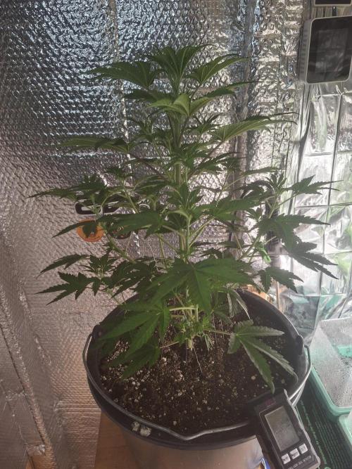 Papaya Sherbert. Week 5 - Minimales LST 