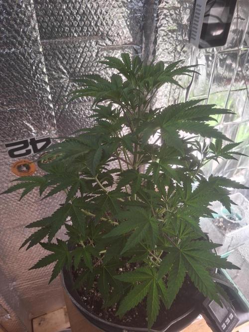 Papaya Sherbert. Week 5
