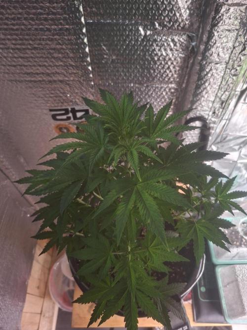 Papaya Sherbert. Week 5