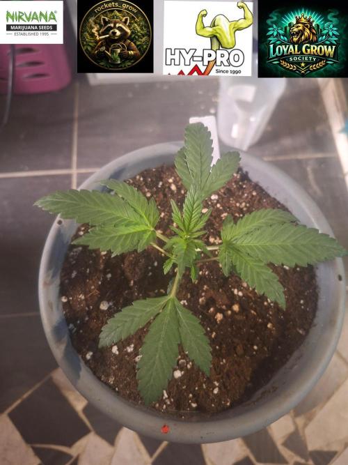 TESTGROW HY-Pro Dünger. Week 3