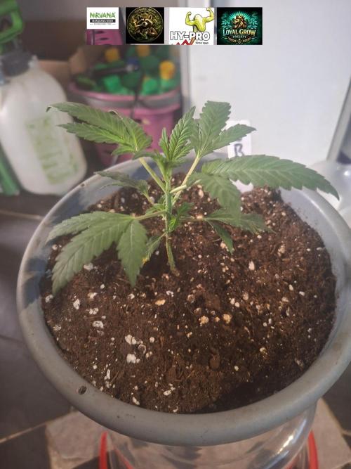 TESTGROW HY-Pro Dünger. Week 3