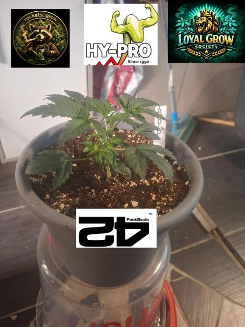 TESTGROW HY-Pro Dünger. Week 3