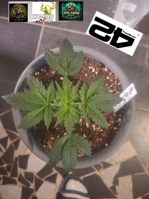 TESTGROW HY-Pro Dünger. Week 3