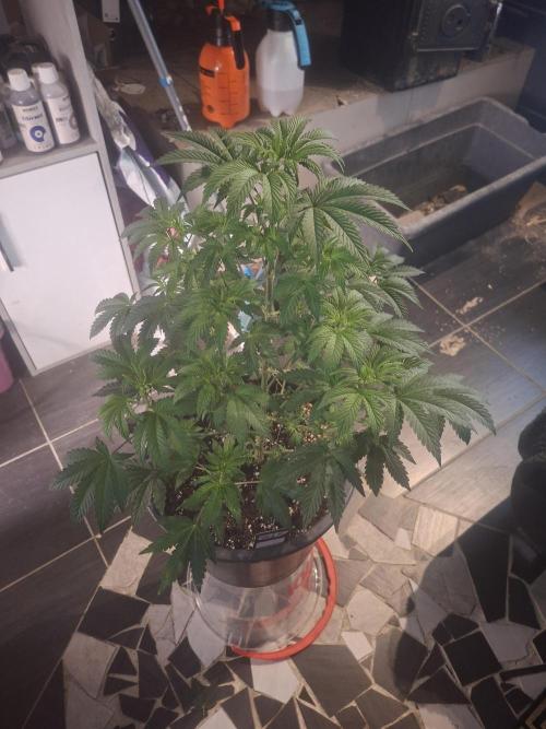 Papaya Sherbert. Week 6