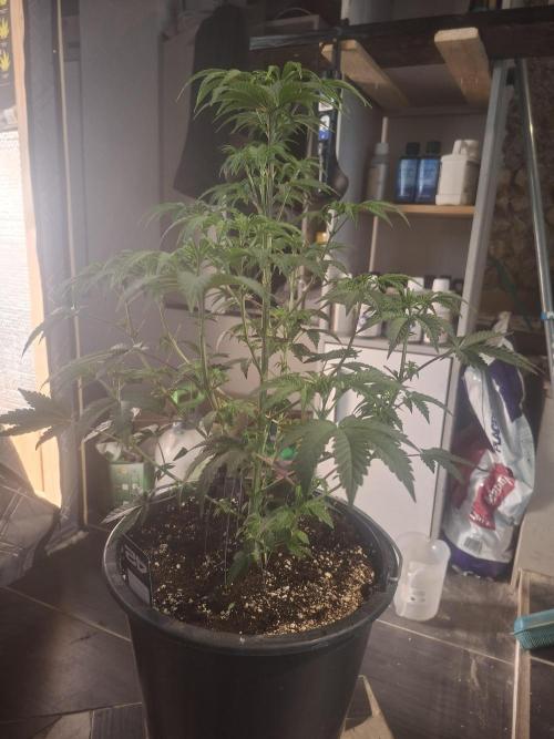 Papaya Sherbert. Week 6