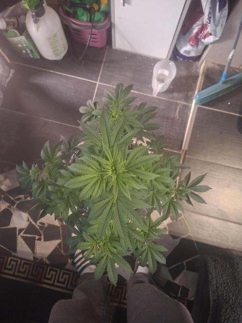 Papaya Sherbert. Week 6
