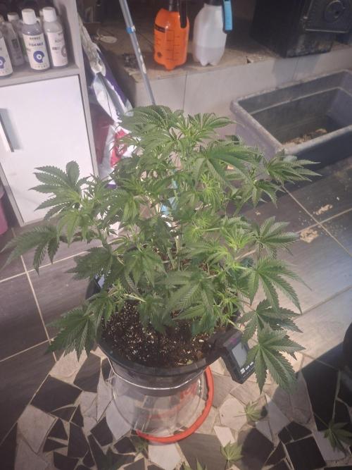 Papaya Sherbert. Week 6