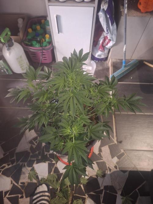 Papaya Sherbert. Week 6
