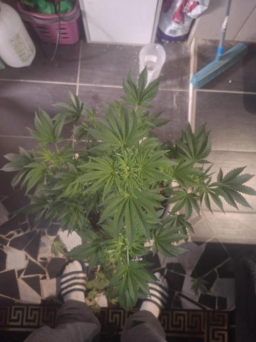 Papaya Sherbert. Week 6