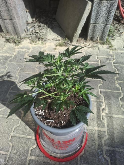 TESTGROW HY-Pro Dünger. Week 4