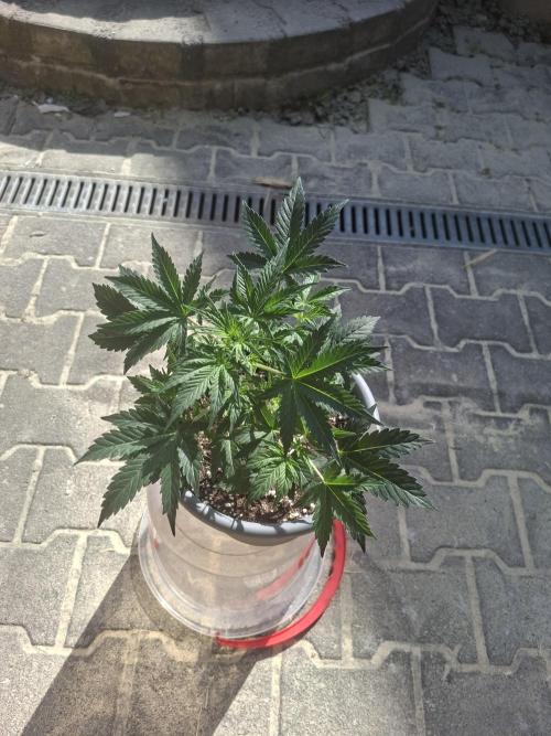 TESTGROW HY-Pro Dünger. Week 4