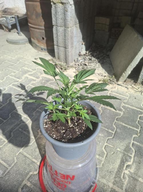 TESTGROW HY-Pro Dünger. Week 4