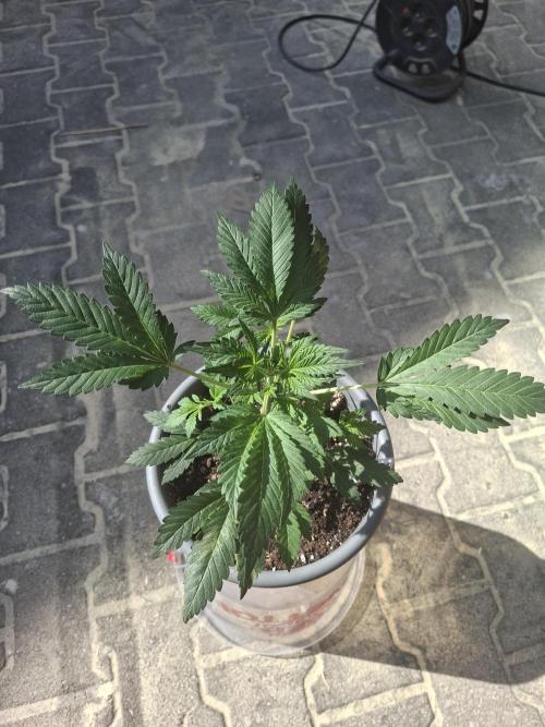 TESTGROW HY-Pro Dünger. Week 4