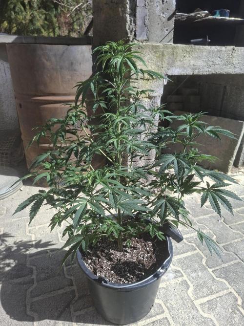 Papaya Sherbert. Week 7