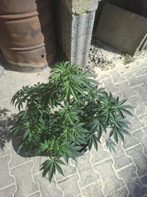 Papaya Sherbert. Week 7