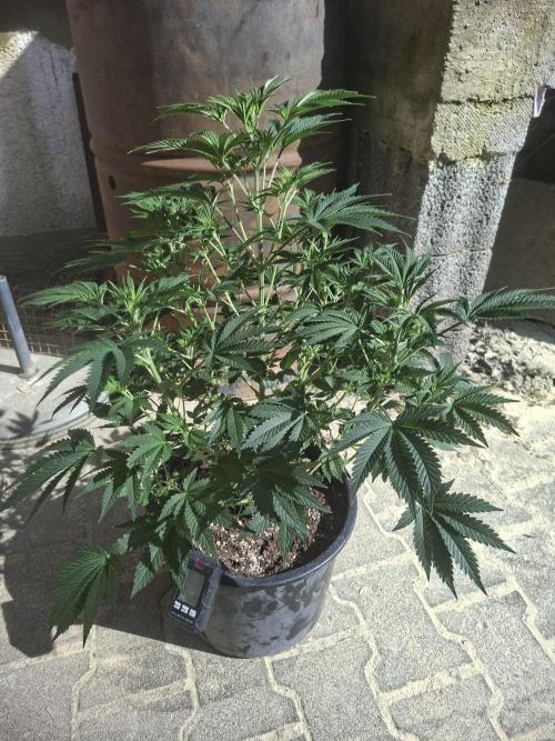 Papaya Sherbert. Week 7