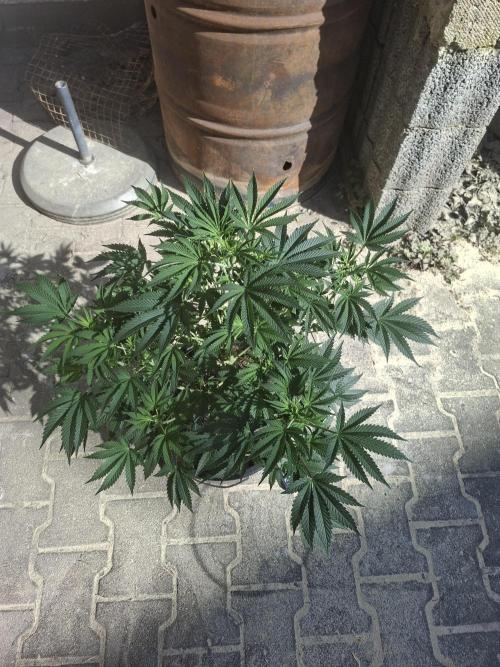 Papaya Sherbert. Week 7