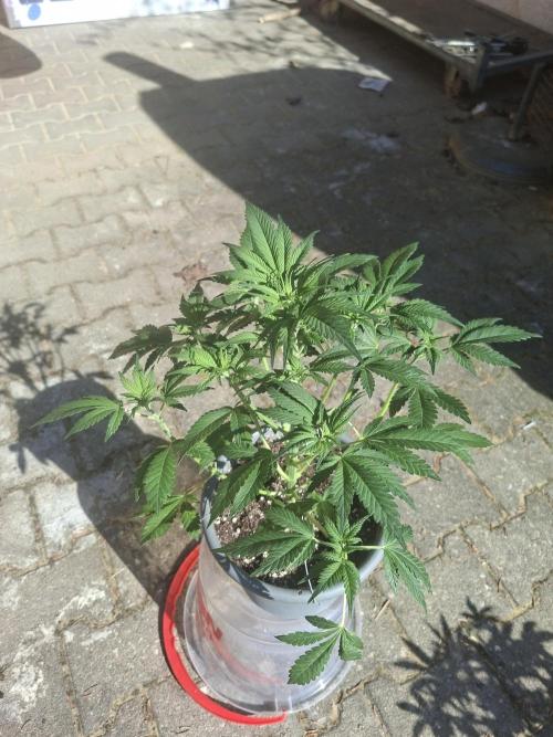 TESTGROW HY-Pro Dünger. Week 5