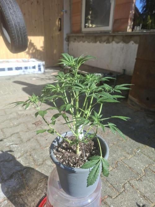 TESTGROW HY-Pro Dünger. Week 5