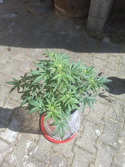 TESTGROW HY-Pro Dünger. Week 5 - BananaPurplePunch