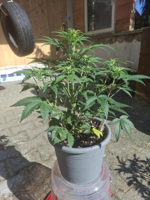 TESTGROW HY-Pro Dünger. Week 5