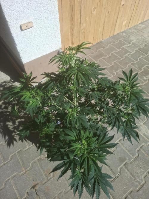 Papaya Sherbert. Week 8