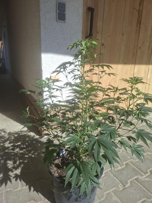 Papaya Sherbert. Week 8