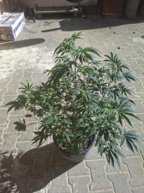 Papaya Sherbert. Week 8