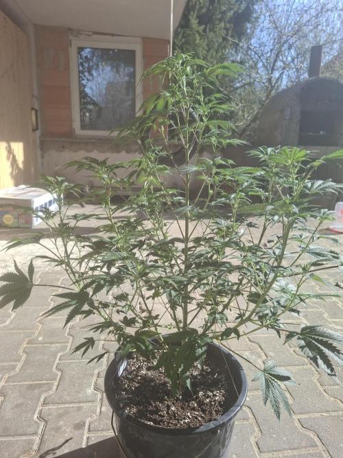 Papaya Sherbert. Week 8