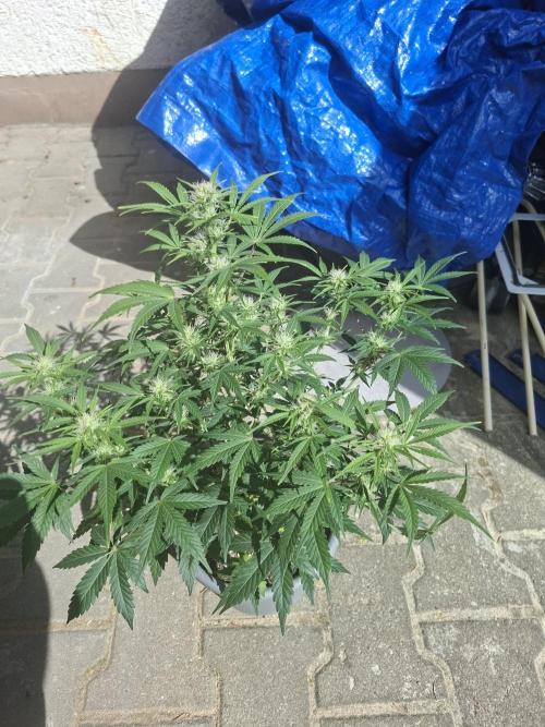 TESTGROW HY-Pro Dünger. Week 6