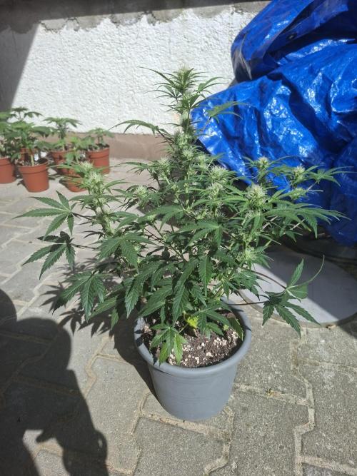 TESTGROW HY-Pro Dünger. Week 6