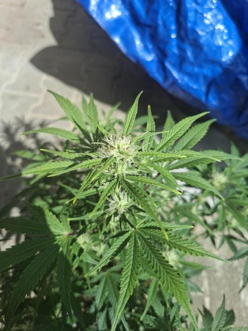 TESTGROW HY-Pro Dünger. Week 6