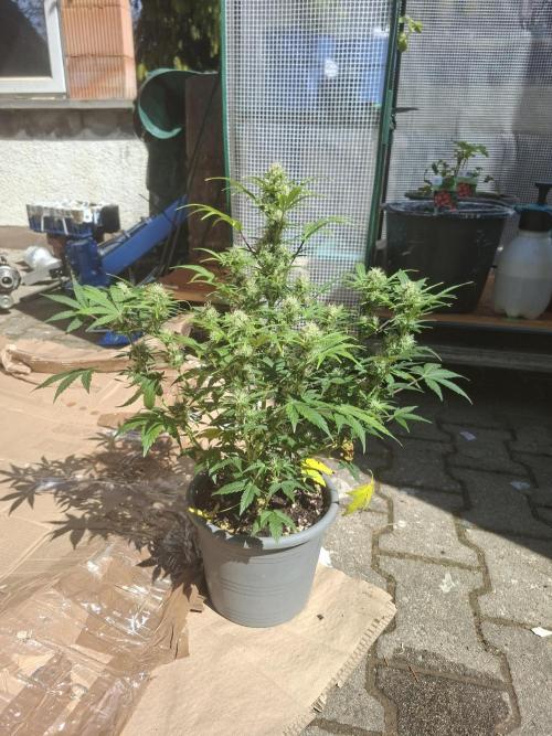 TESTGROW HY-Pro Dünger. Week 7