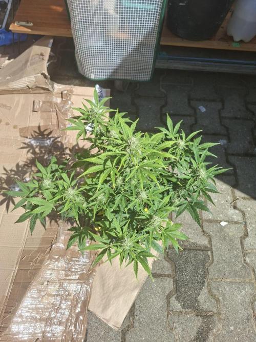 TESTGROW HY-Pro Dünger. Week 7