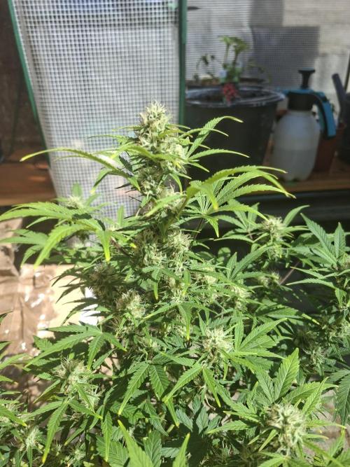 TESTGROW HY-Pro Dünger. Week 7
