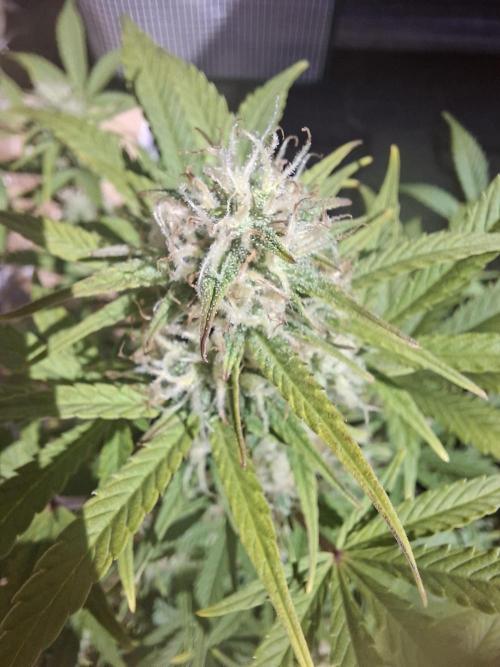 TESTGROW HY-Pro Dünger. Week 7