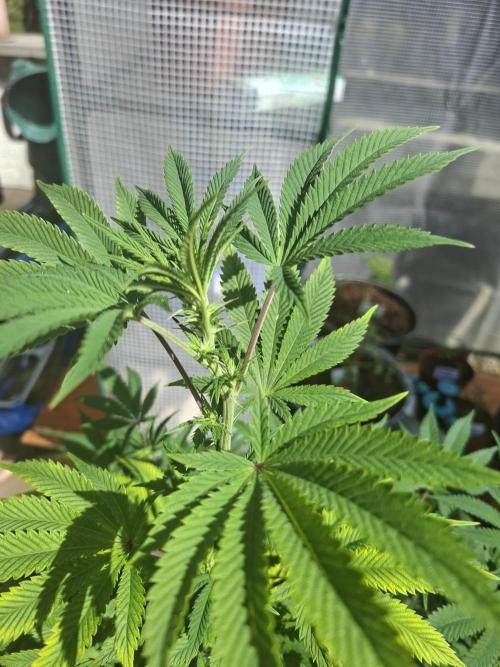 Papaya Sherbert. Week 9
