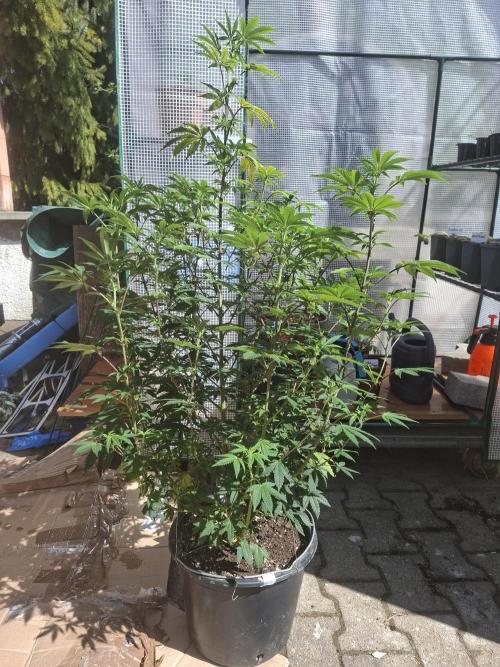 Papaya Sherbert. Week 9