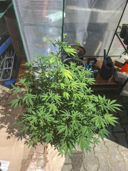 Papaya Sherbert. Week 9