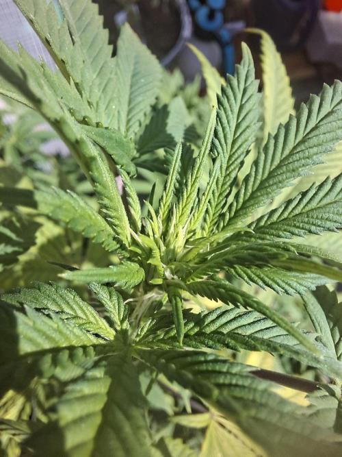 Papaya Sherbert. Week 9