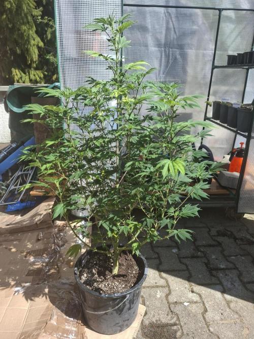 Papaya Sherbert. Week 9