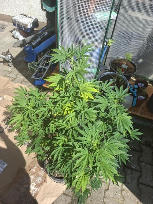 Papaya Sherbet™. Week 9