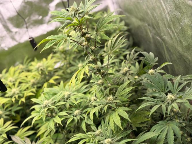 Papaya Sherbert. Week 10