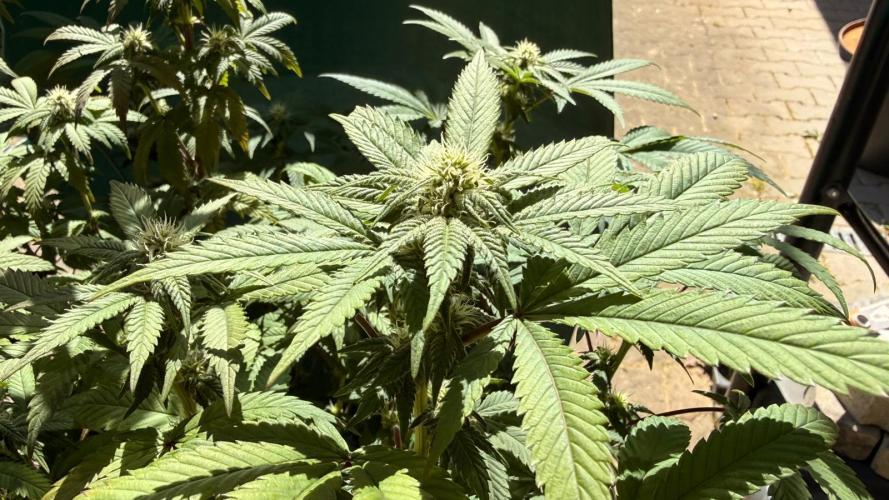 Papaya Sherbert. Week 10