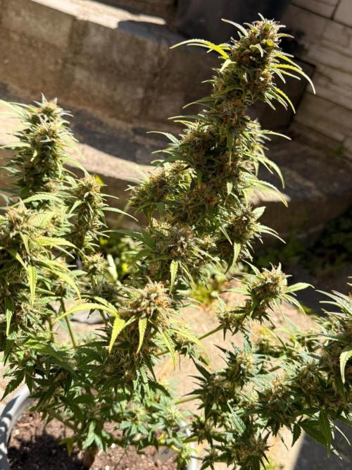 TESTGROW HY-Pro Dünger. Week 8