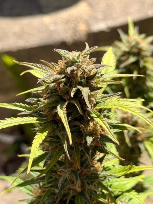 TESTGROW HY-Pro Dünger. Week 8